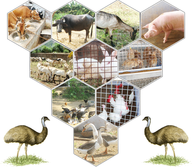 Animal-Husbandry