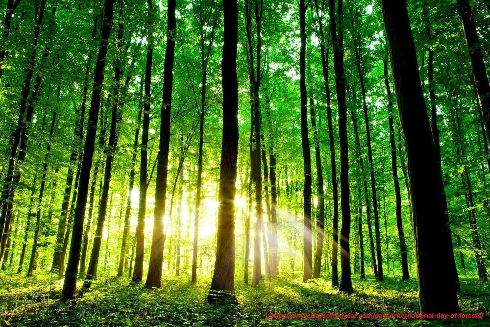 Forestry